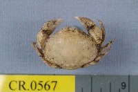 藏品(球形鎧蟹)的圖片